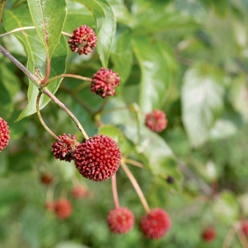 'Sugar Shack®' Buttonbush