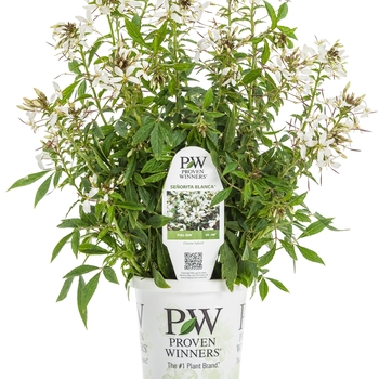 Spider Flower Spider Flower