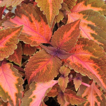 Coleus