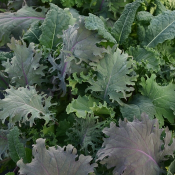 Kale 