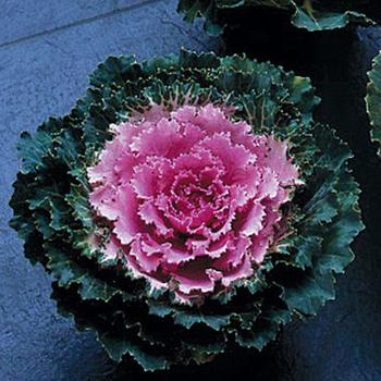 Flowering Kale