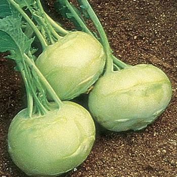 Kohlrabi