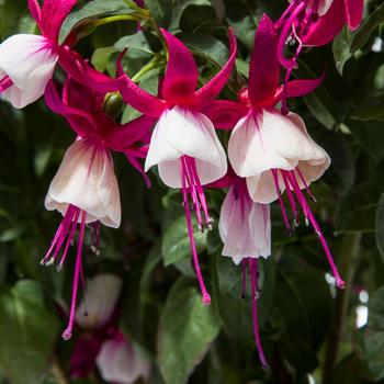 Fuchsia 