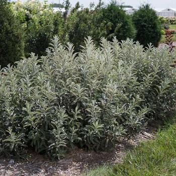 Iceberg Alley® Sageleaf Willow