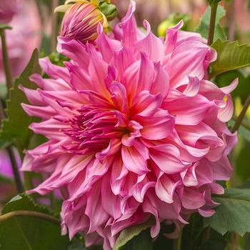 Dahlia