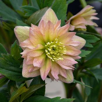 Lenten Rose