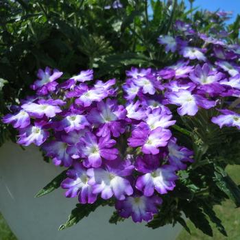 Verbena 