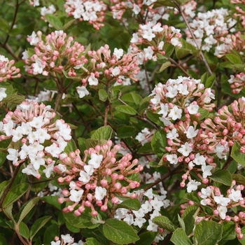 Spice Island&8482; Koreanspice Viburnum