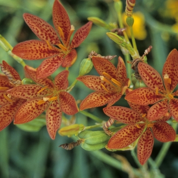 Blackberry Lily