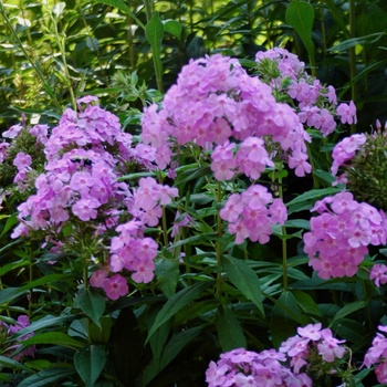 Garden Phlox
