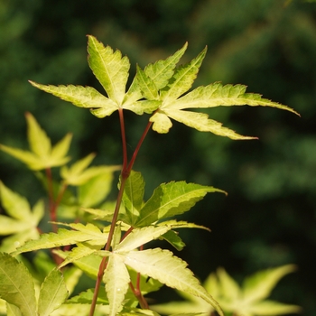 Katsura Japanese Maple