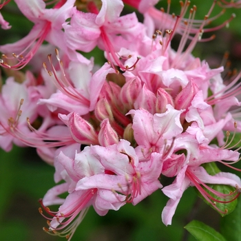 'Northern Hi-Lights' Azalea