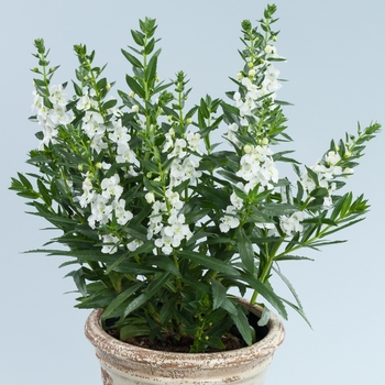 Alonia&trade; Big Snow