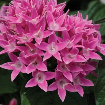 Pentas (Starflower)