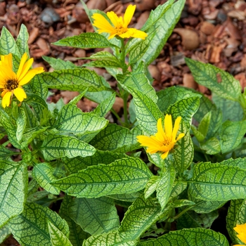False Sunflower