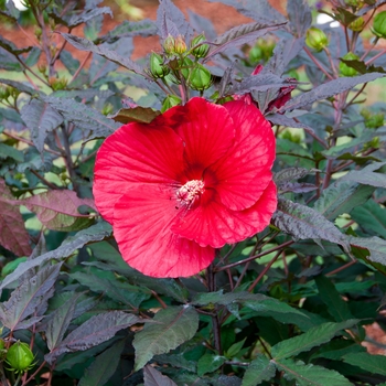 Rose Mallow