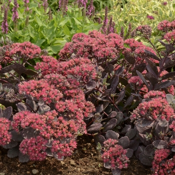 Stonecrop Stonecrop
