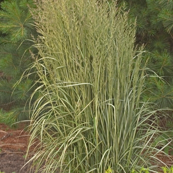 Feather Reed Grass