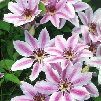 Clematis