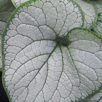 Silver Heart Brunnera