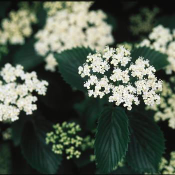 Autumn Jazz Arrowwood Viburnum