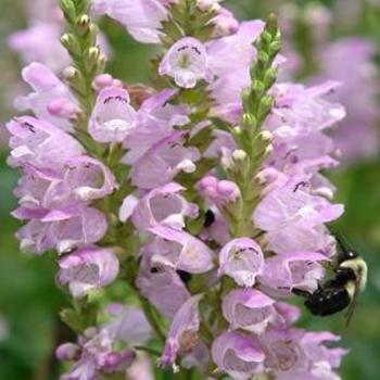 Obedient Plant Obedient Plant