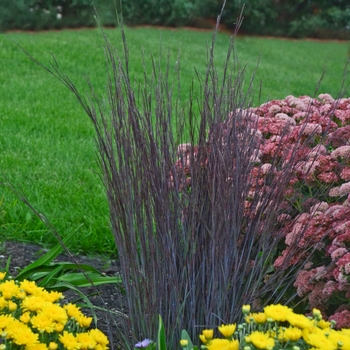 Little Bluestem