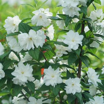 Illuminati Arch® Mock Orange