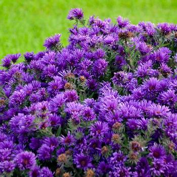 Aster