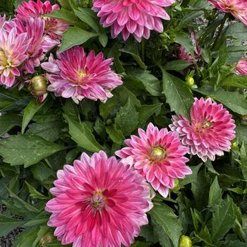 Venti™ Magenta w White Eye Venti™ Magenta w White Eye