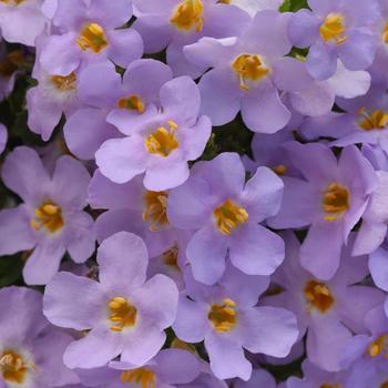 MegaCopa&trade; Lavender