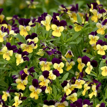 Pansy