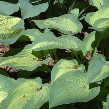 Plantain Lily Plantain Lily