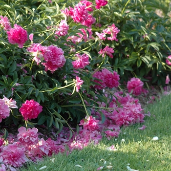 Garden Peony