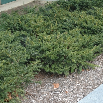 'Everlow' Spreading Yew