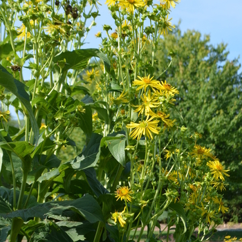 Cup Plant