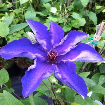 Clematis