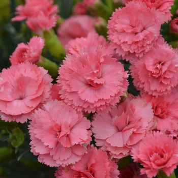 Fruit Punch&reg; 'Classic Coral'