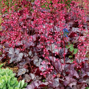 Coral Bells