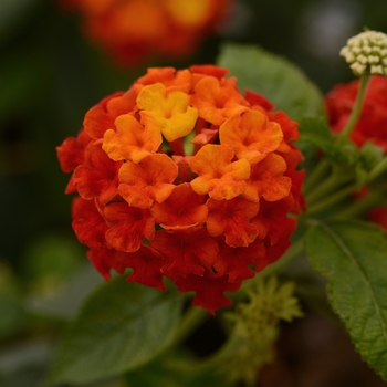 Lantana