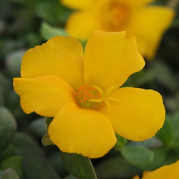 Portulaca