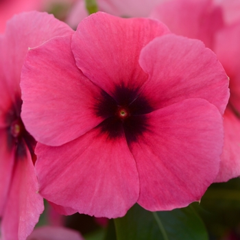 Periwinkle