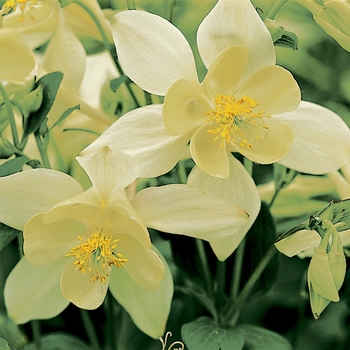 Columbine