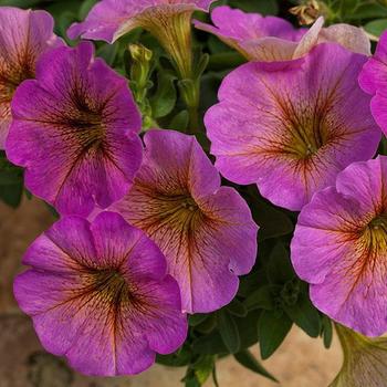 Petunia (Petchoa)