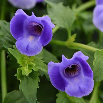 Wishbone Flower