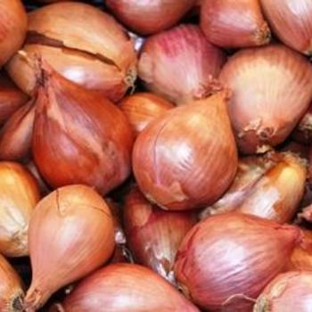 Shallot