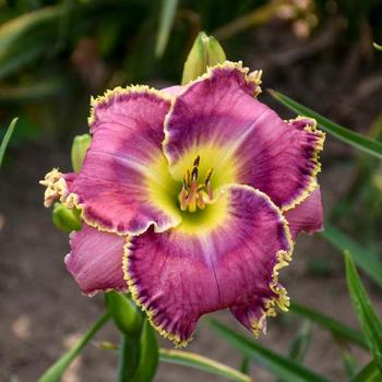 Daylily