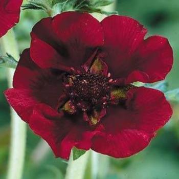 Cinquefoil