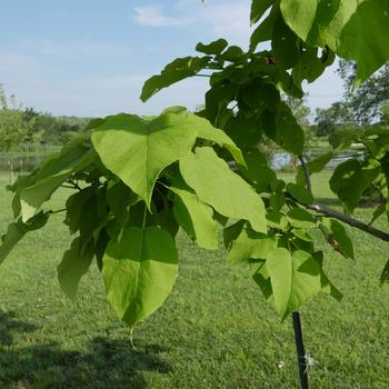 Northern Catalpa