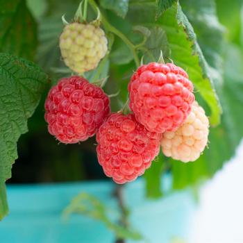 Raspberry